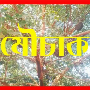 মৌচাক কাটার সঠিক সময়