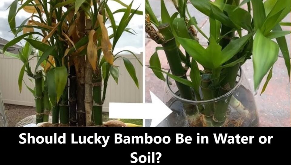 Should Lucky Bamboo Be in Water or Soil? A Comprehensive Guide to Care and Growth