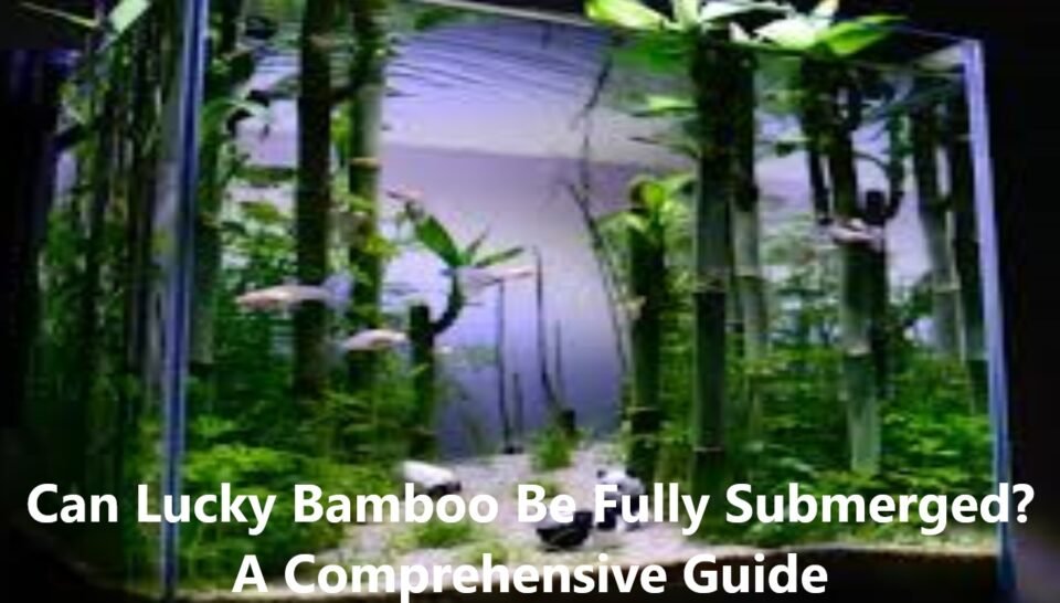 Can Lucky Bamboo Be Fully Submerged? A Comprehensive Guide