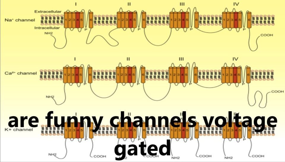 Are Funny Channels Voltage Gated? Understanding the Mechanism Behind This Phenomenon