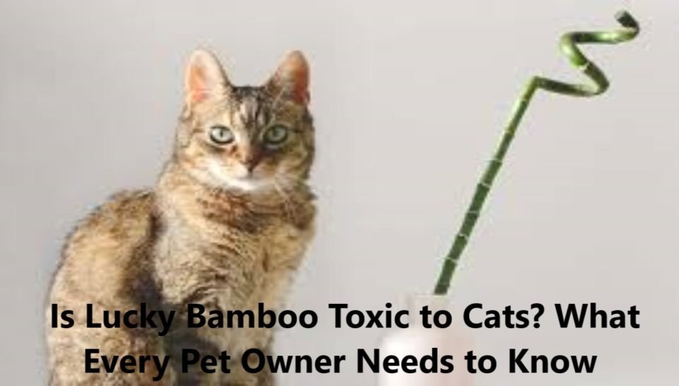 Is Lucky Bamboo Toxic to Cats? What Every Pet Owner Needs to Know