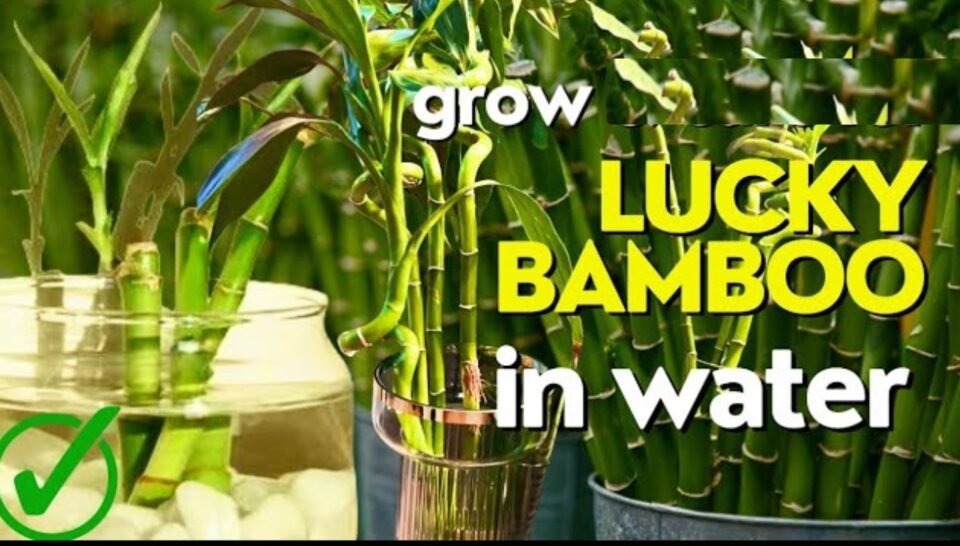 Can Lucky Bamboo Grow in Water? A Complete Guide to Nurturing Your Plant